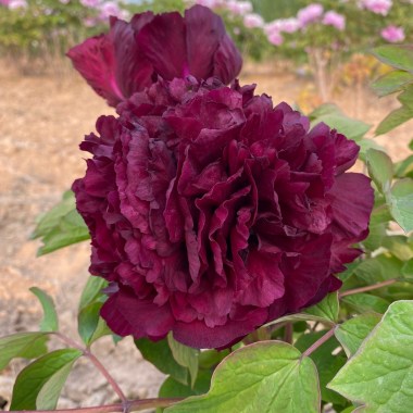 guan shi mo yu